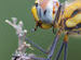 Dragon Fly Feeding in India