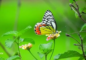 Common Jezebel