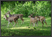 Animals by Rouletabille.  Tags: Karnataka, Nagarhole National Park.