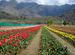 Tulip Garden - Srinagar