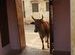 Cow - Bundi