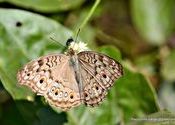 butterfly by Fundoo.  Tags: tatr, butterfly.