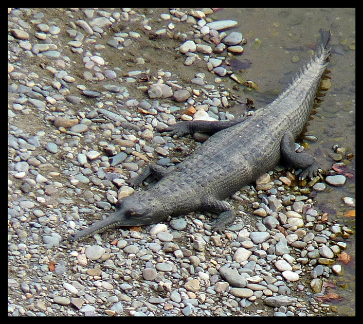 Gharial Close up at Dhikala zone in Corbett Gharial Close up at Dhikala zone in Corbett