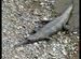 Gharial Close up at Dhikala zone in Corbett