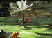 Water lotus
