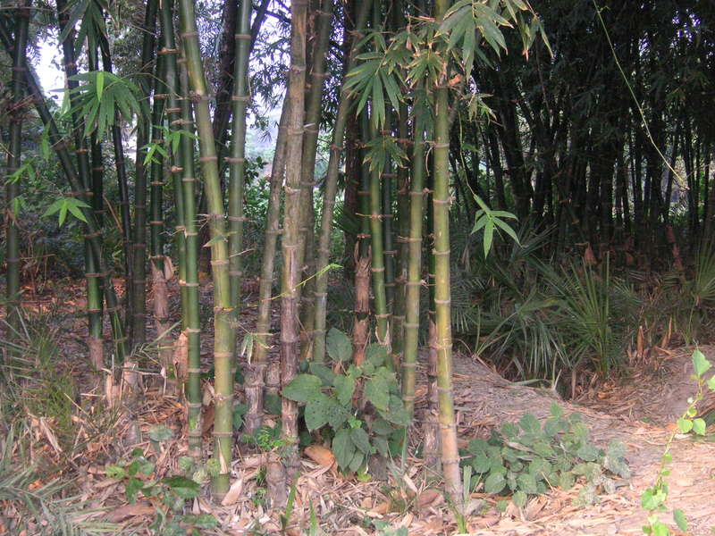 Bamboo Shoots India Travel Forum