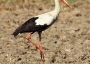 White Stork by Manan Shah.  Tags: Gujarat, Kheda, stork, white stork, canon, sigma, birds.