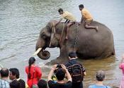 Elephant bathing, Dubare by vonkla.  Tags: Karnataka, Coorg, dubare, elephants, elephant.