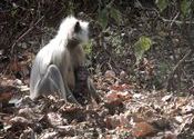 Monkey in nagzira by vonkla.  Tags: Maharashtra, nagzira, gondia, monkey.