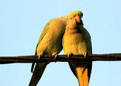 Courtship instinctive behaviors  in Ring necked Parakeets by Desertphotographer.  Tags: Rajasthan, Wildlife, parakeets, ring necked.