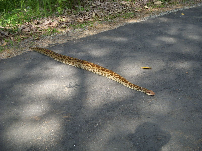 Indian Rock Python