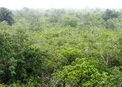 dense forest by damnit2012.  Tags: West Bengal, Forests, Sunderbans.