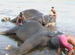 Elephant bathing