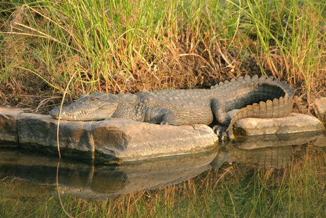 Croc Croc