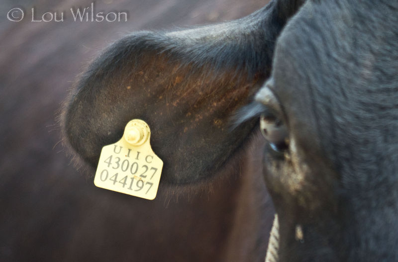 Tagged Not Branded Tagged Not Branded