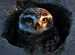 Owls are birds of prey.