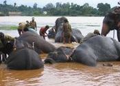 Bathing by exacta.  Tags: Shimoga, Karnataka.