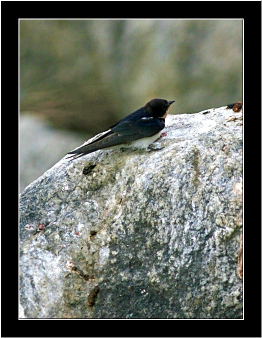 House Swift Bird India Travel Forum