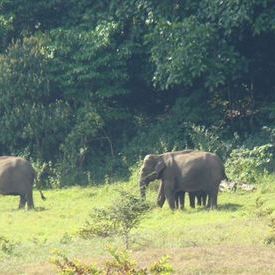 Wild elephants on our trek path @ Periyar Sanctuary: Wild elephants on our trek path @ Periyar Sanctuary