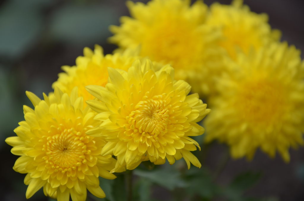 Chrysanthemum India Travel Forum