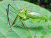 mating grasshoppers
