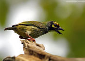 Crimson-breasted Barbet or Coppersmith Barbet by Ananda Banerjee.  Tags: West Bengal, Kolkata, coppersmith barbet, coppersmith, crimson breasted barbet.