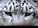 Snow leopard