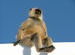 Langur