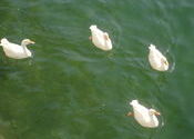 Ducks of Bhimtal by pawantarodia.  Tags: Bhimtal, Uttar Pradesh, Bhimtal Lake, Wildlife Sanctuaries and National Parks.