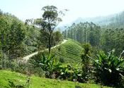 A side road to tea plantation, Munnar by Sadanand Kamath.  Tags: Munnar, Kerala, Idukki, tea.