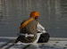 Golden Temple
