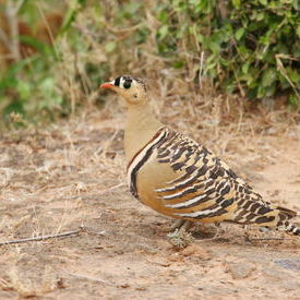 Sandgrouse: Sandgrouse Sandgrouse: Sandgrouse