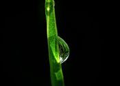 dew drop by subhradip.  Tags: West Bengal, Darjeeling, dew.