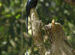 Racquet-tailed Drongo