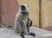 Langoor