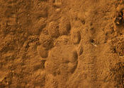 Tiger paw marks in Ranthambore by nadreg.  Tags: Rajasthan, Sawai Madhopur, Ranthambore, Bengal Tigers, tiger.