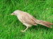 Babbler on the house front