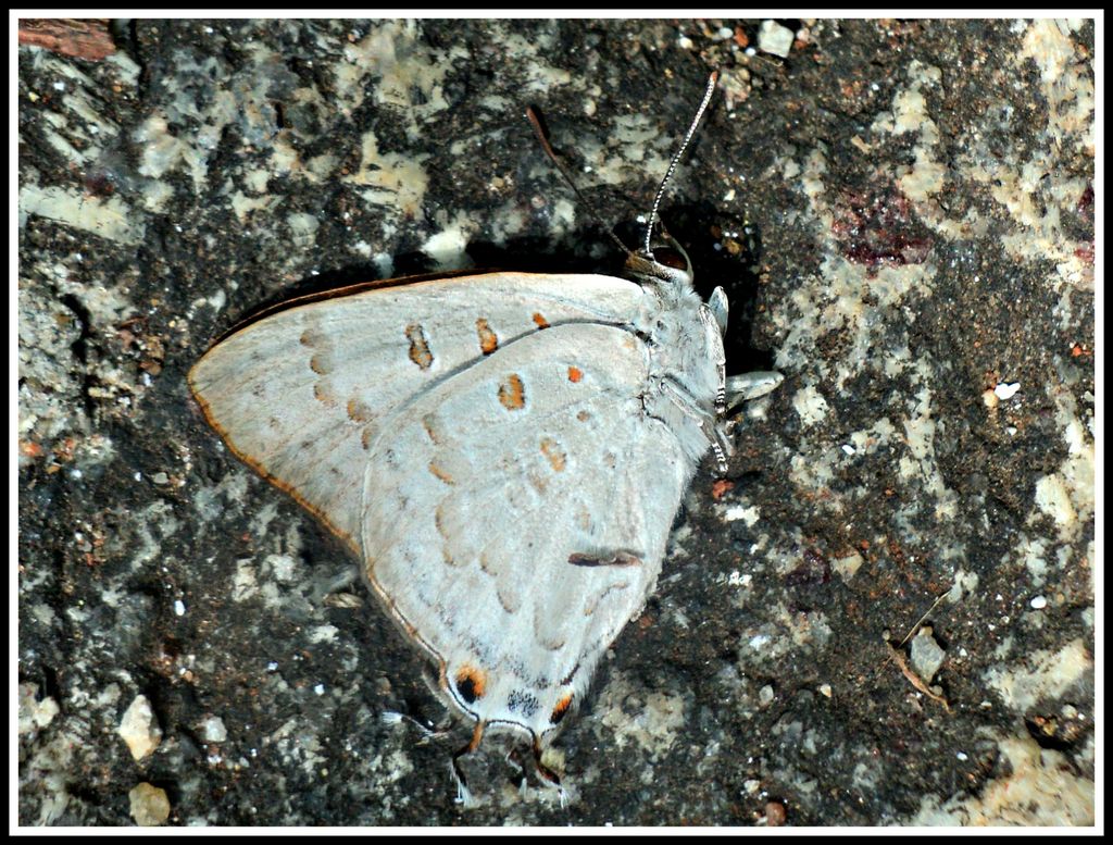 Dead Butterfly India Travel Forum