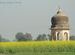 Nature in full bloom, mustard fields in villages of Rewari