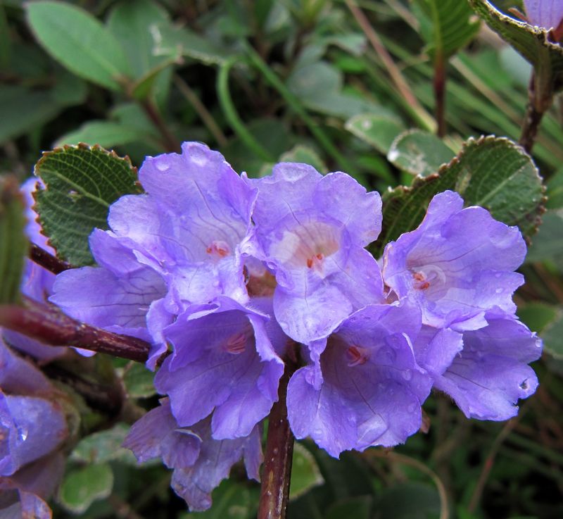 kurinji--nilgiris-wildflowers.jpg