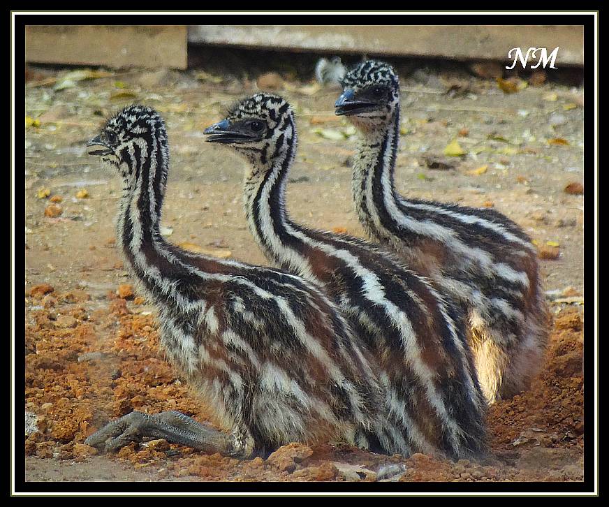 http://www.indiamike.com/files/images/10/86/21/emu-chicks-at-emu-farm-near-neral.jpg