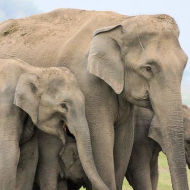 Jim Corbett National Park Made Easy