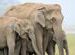 Elephants at Dhikala