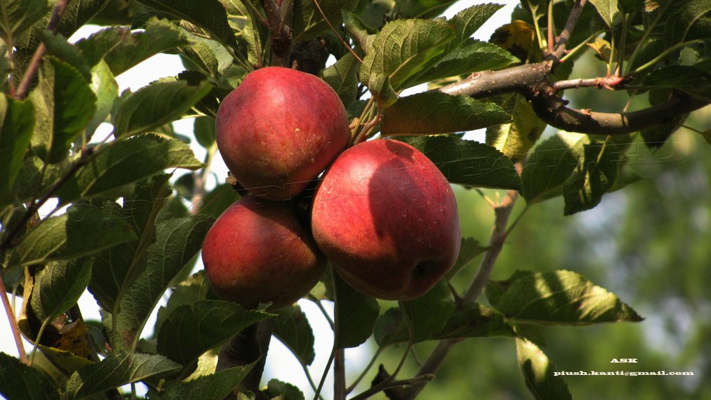 Apple Harvesting_Phahelua_Harsil, Uttarkashi, Garhwal, Uttarakhand