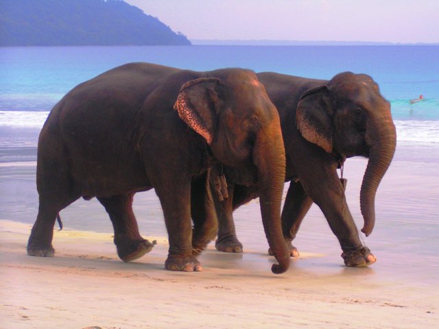 Elephants on beach no. 7 Elephants on beach no. 7