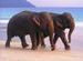 Elephants on beach no. 7