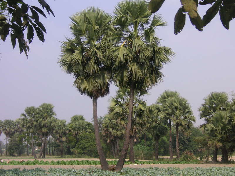 Palm Trees India Travel Forum