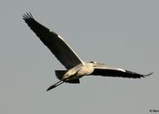 Grey Heron by Manan Shah.  Tags: Gujarat, Kheda, heron, grey heron, canon, sigma, birds.