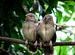 English Name:Jungle Babbler    BanglaName:Chatare