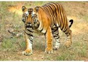 The Male of males Bamera by Shivaram1970.  Tags: Bandhavgarh, Madhya Pradesh, male.